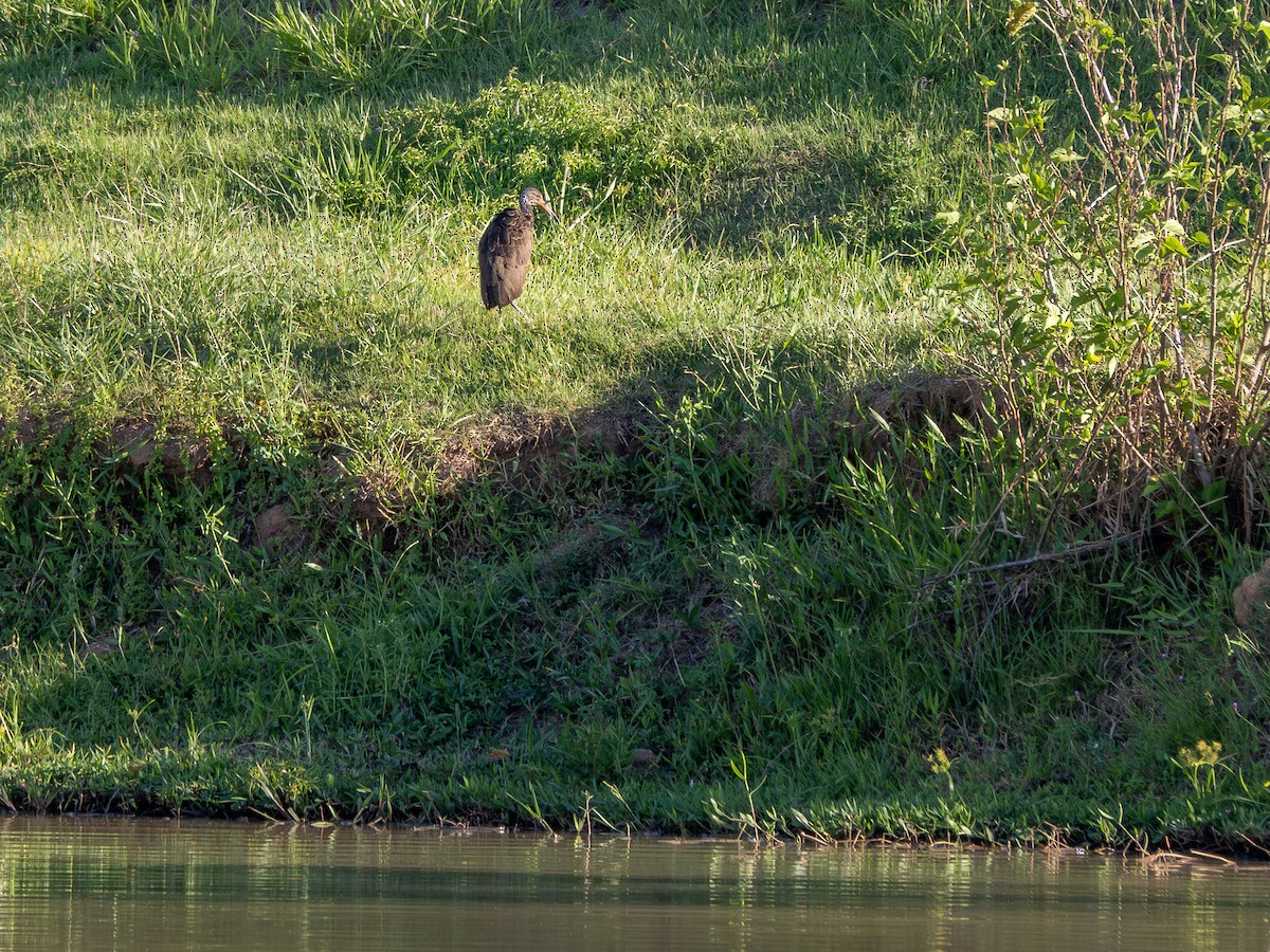 Limpkin - Vitor Rolf Laubé