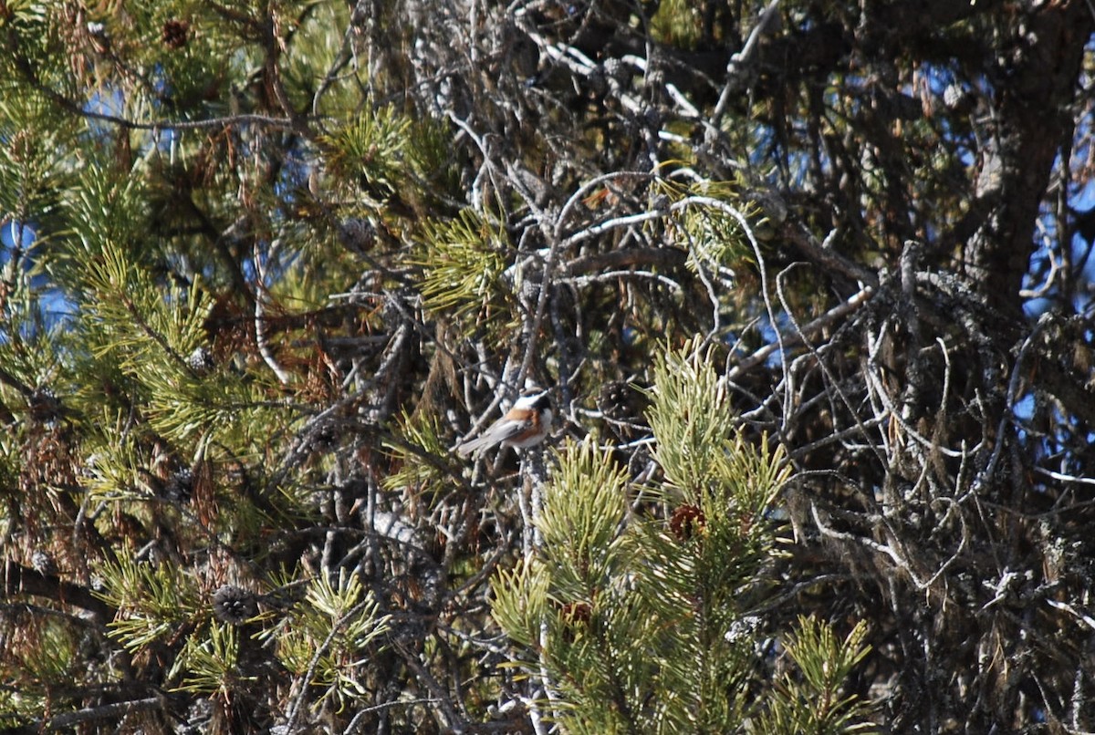 Chestnut-backed Chickadee - jess garby