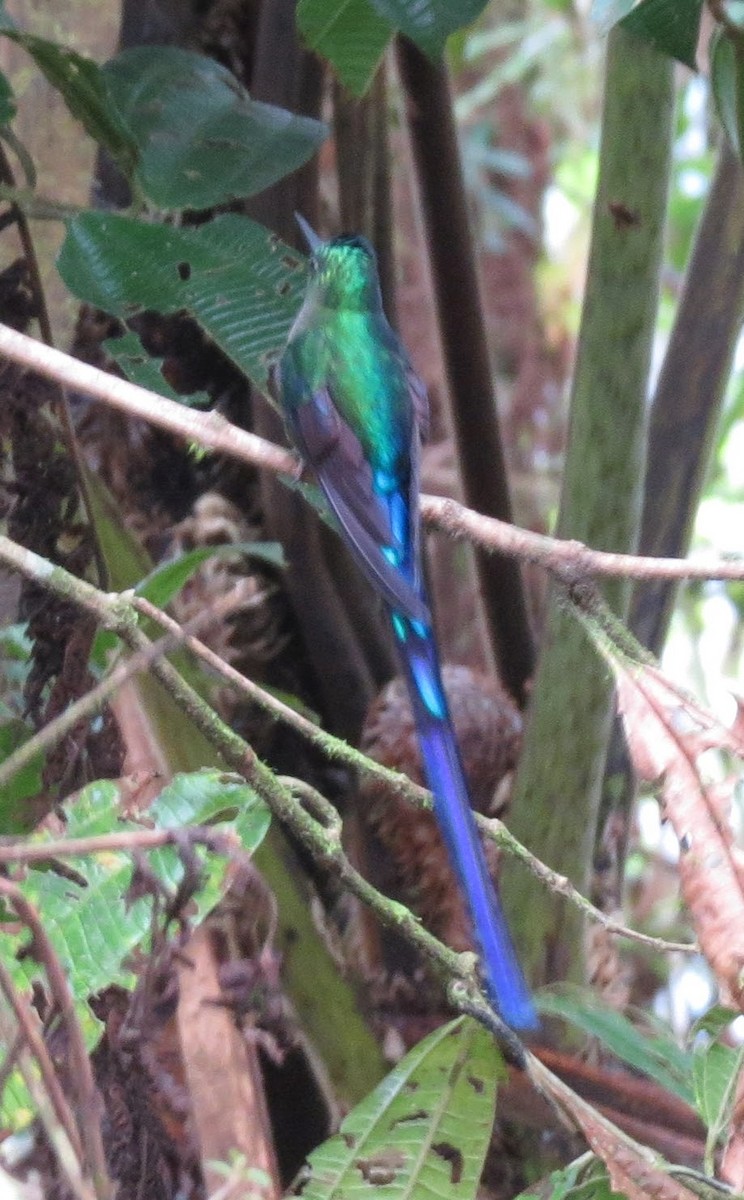 Violet-tailed Sylph - ML615756913