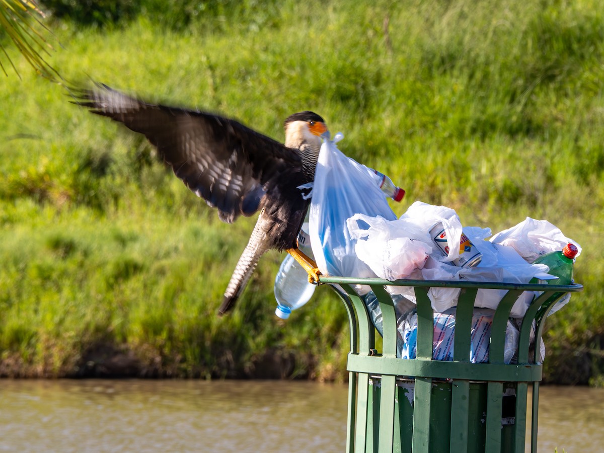 Crested Caracara - ML615756918