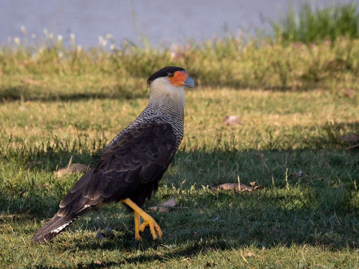 Crested Caracara - ML615756920