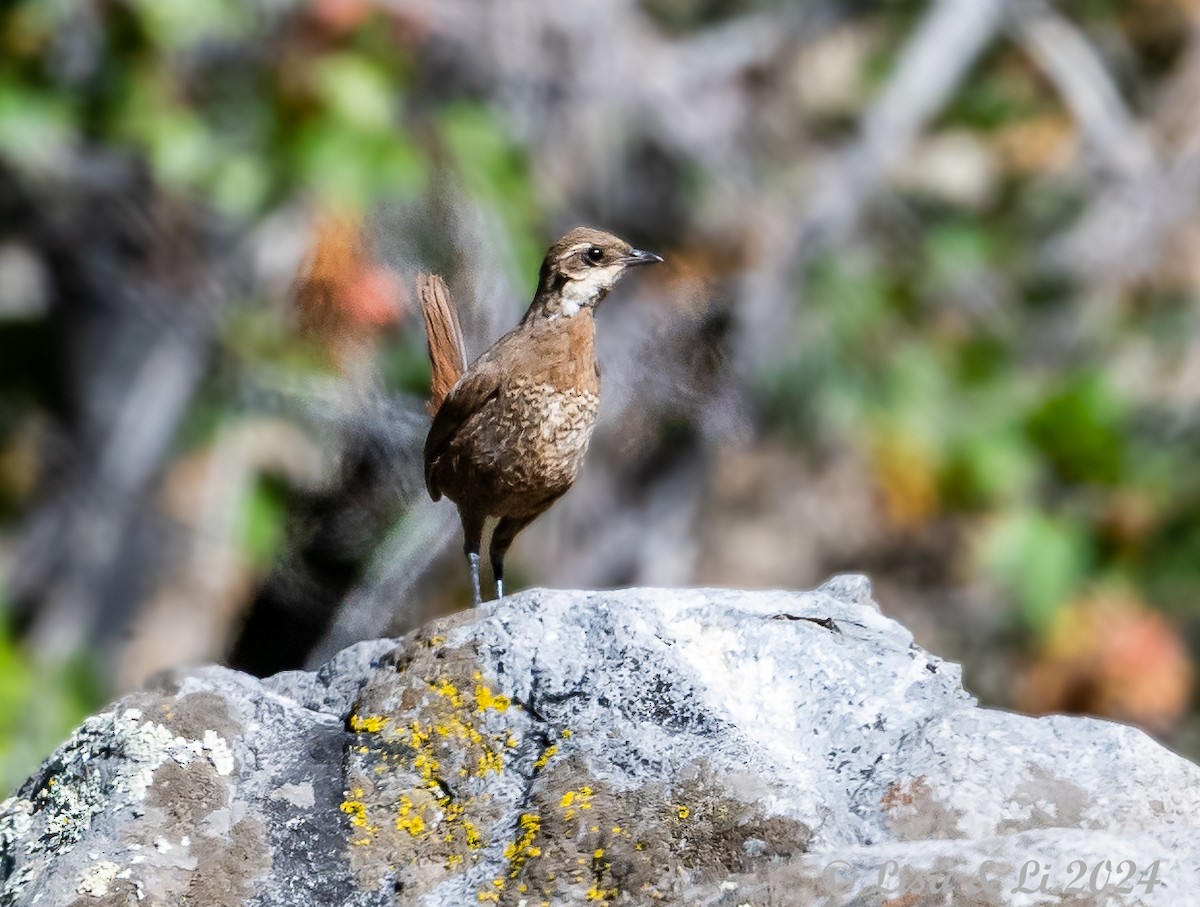 Weißbarttapaculo - ML615756921