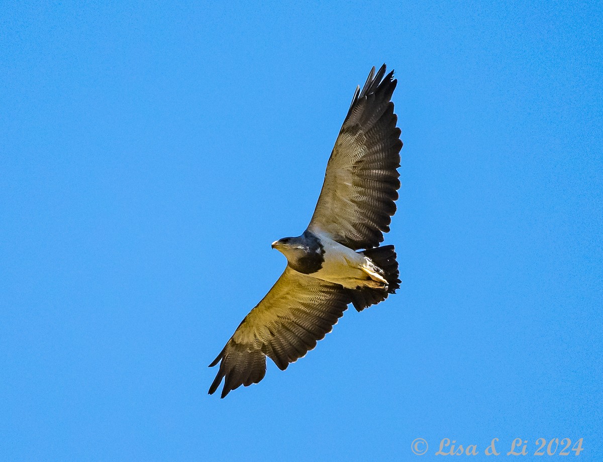 Black-chested Buzzard-Eagle - ML615756925