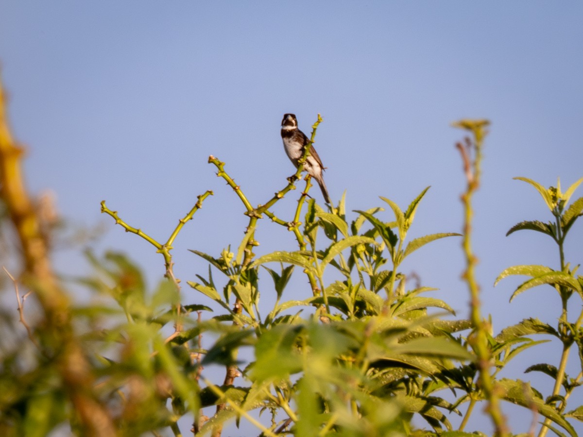 Double-collared Seedeater - ML615756932