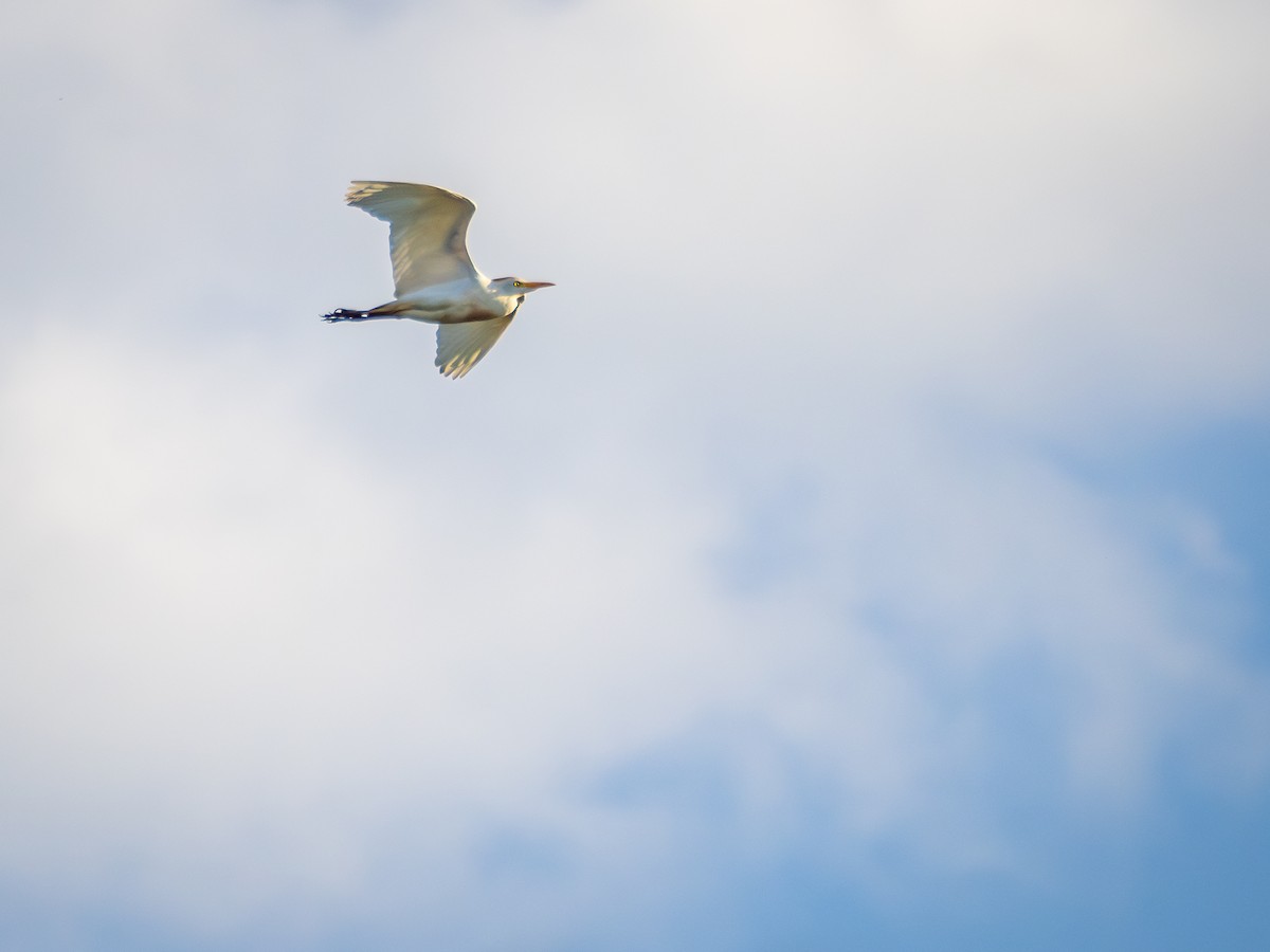 Western Cattle Egret - ML615756939