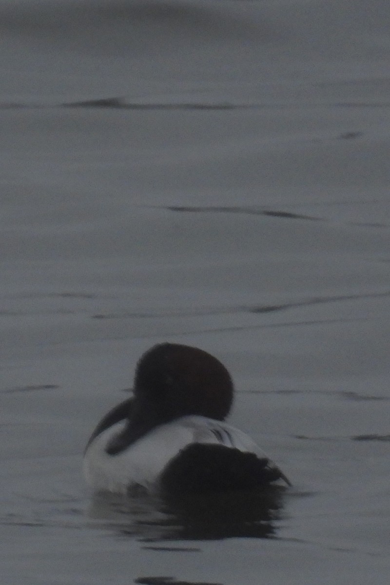 Canvasback - ML615756949