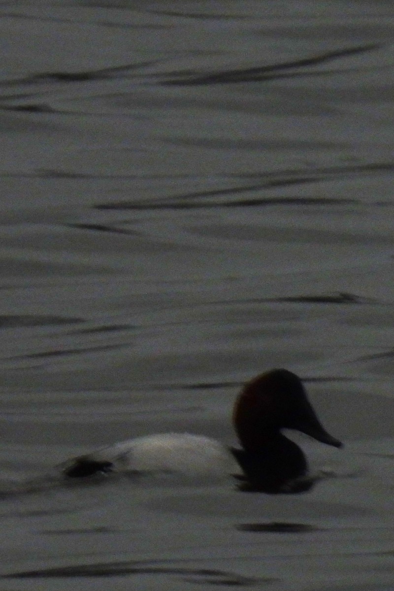 Canvasback - ML615756951