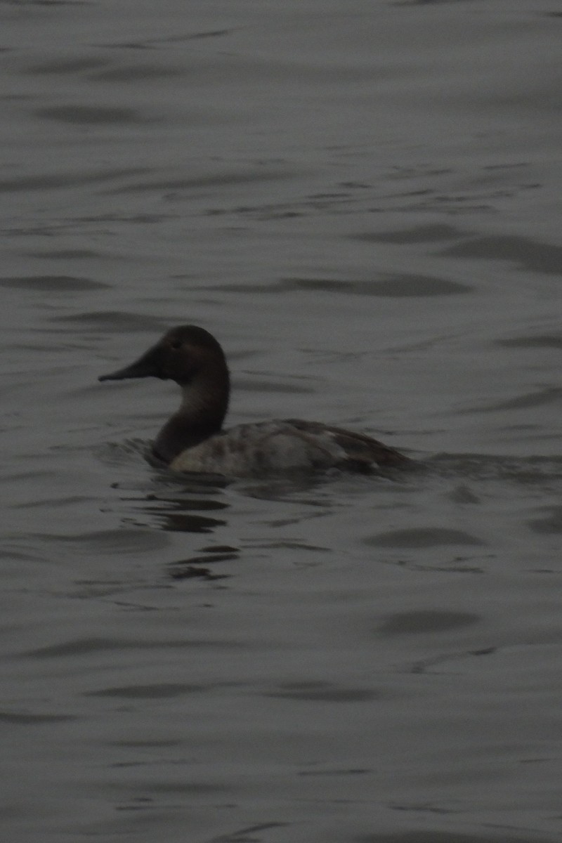 Canvasback - ML615756952