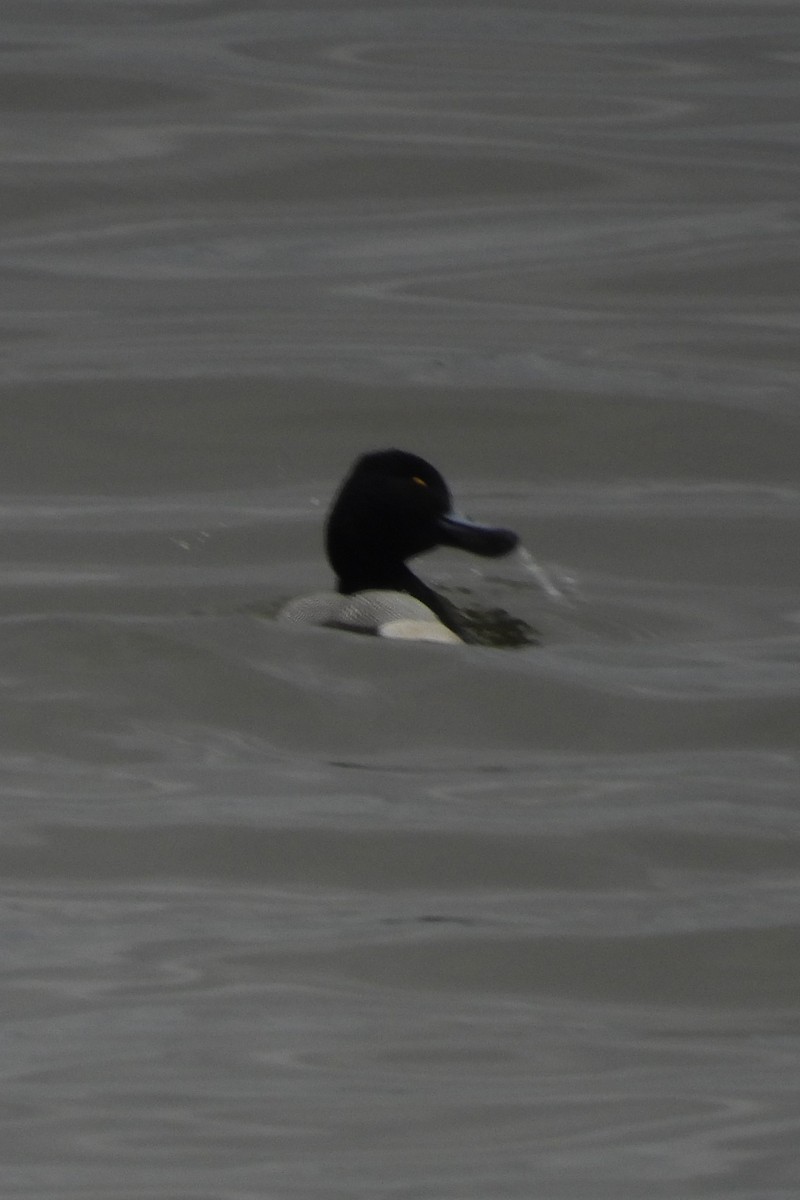 Lesser Scaup - ML615756983