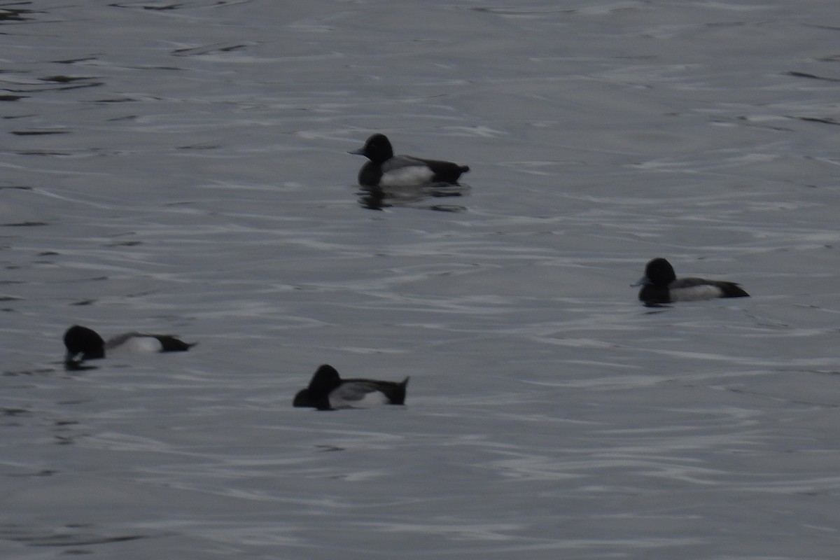 Lesser Scaup - ML615756985