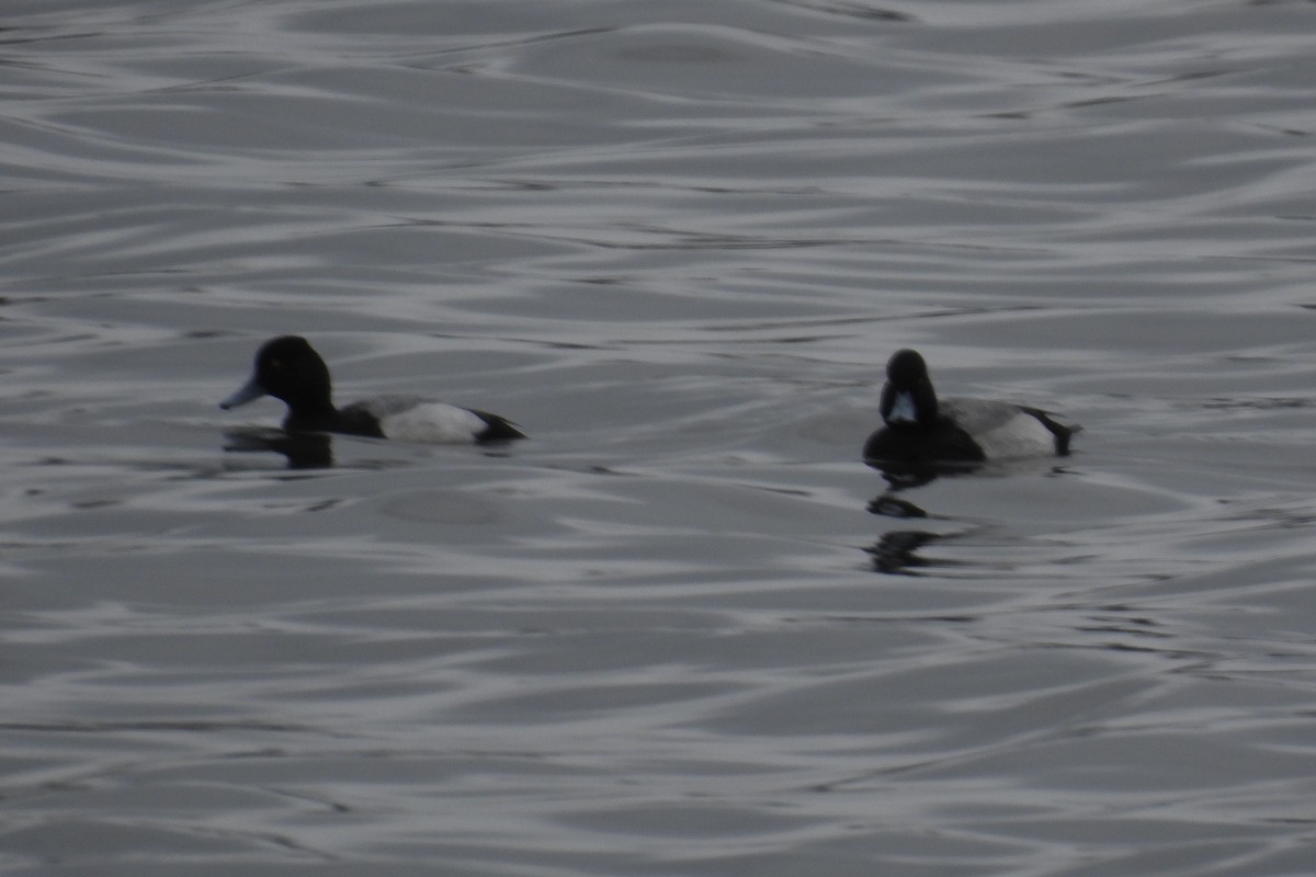 Lesser Scaup - ML615756986