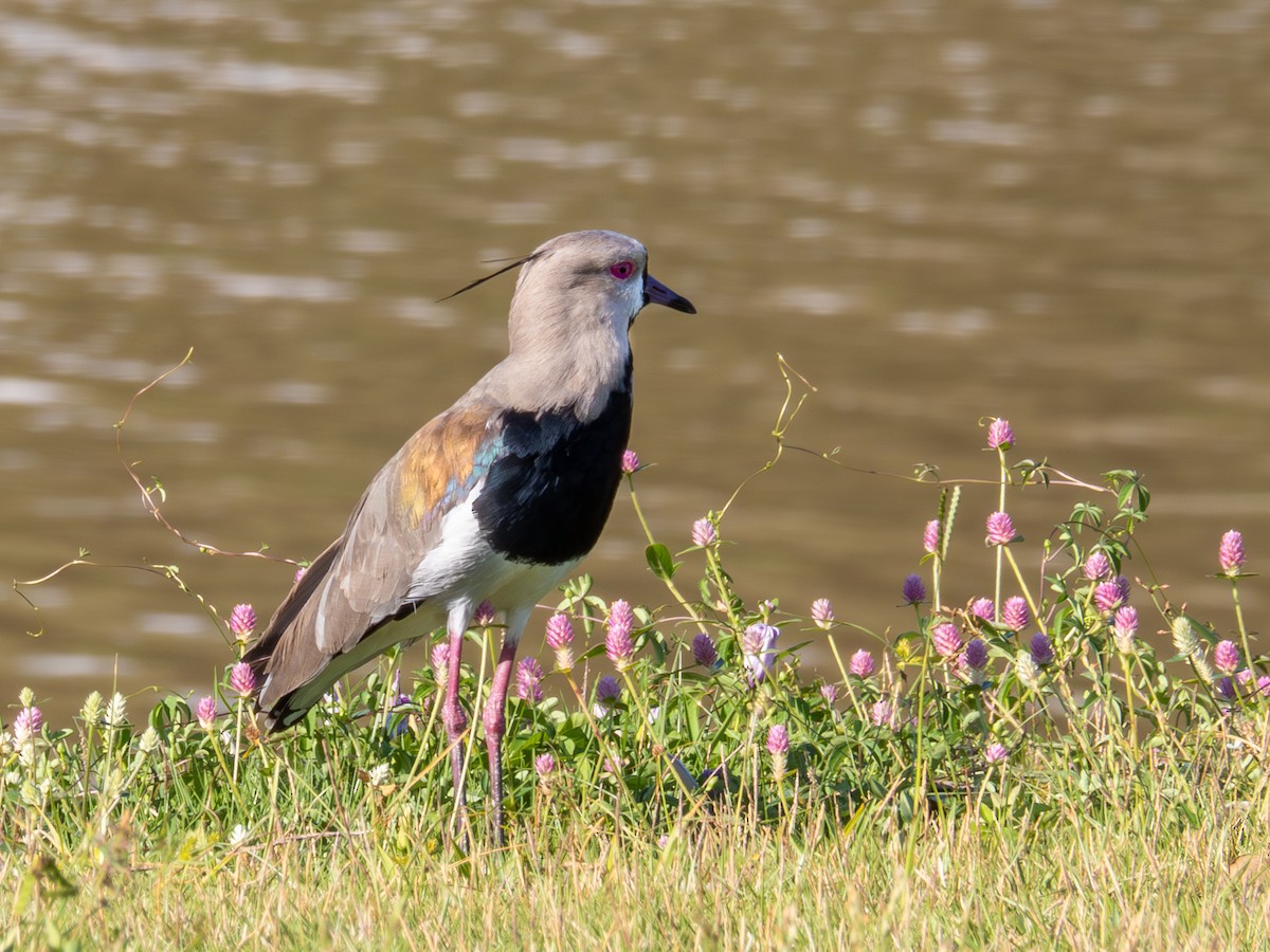 Southern Lapwing - ML615756989