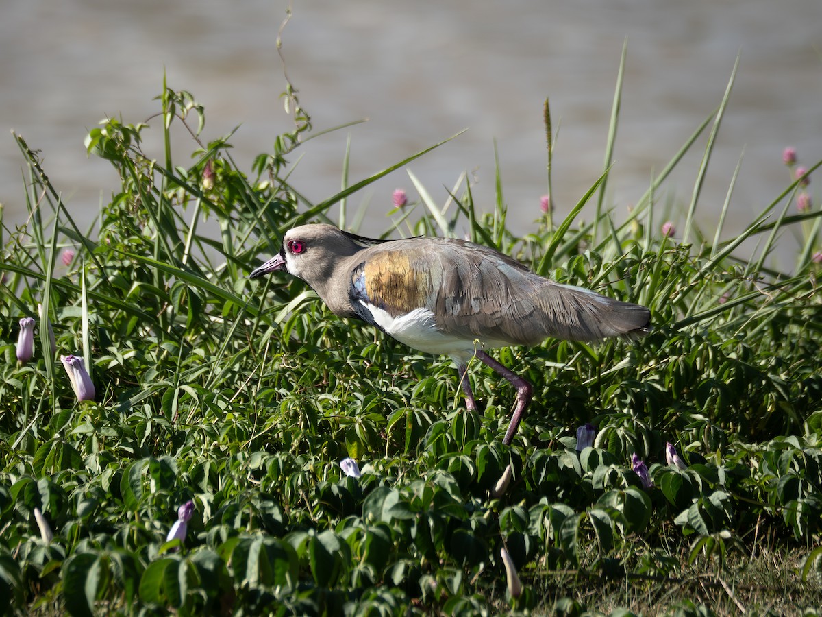 Southern Lapwing - ML615756990