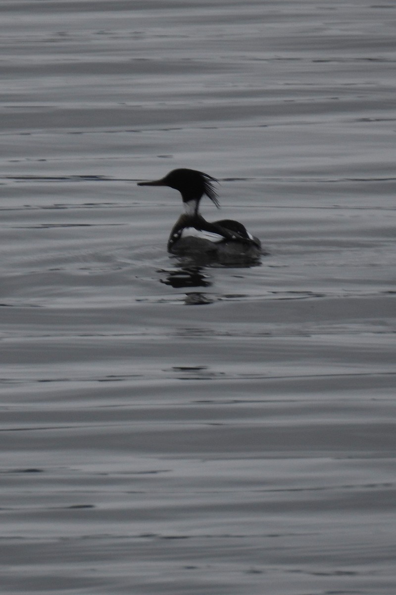 Red-breasted Merganser - ML615756991