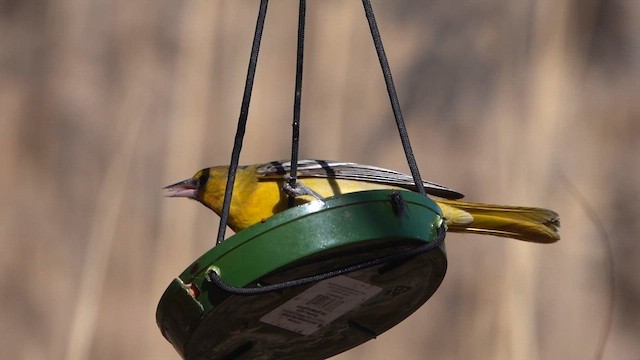 Bullock's Oriole - ML615756996