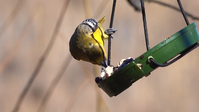 Bullock's Oriole - ML615756997