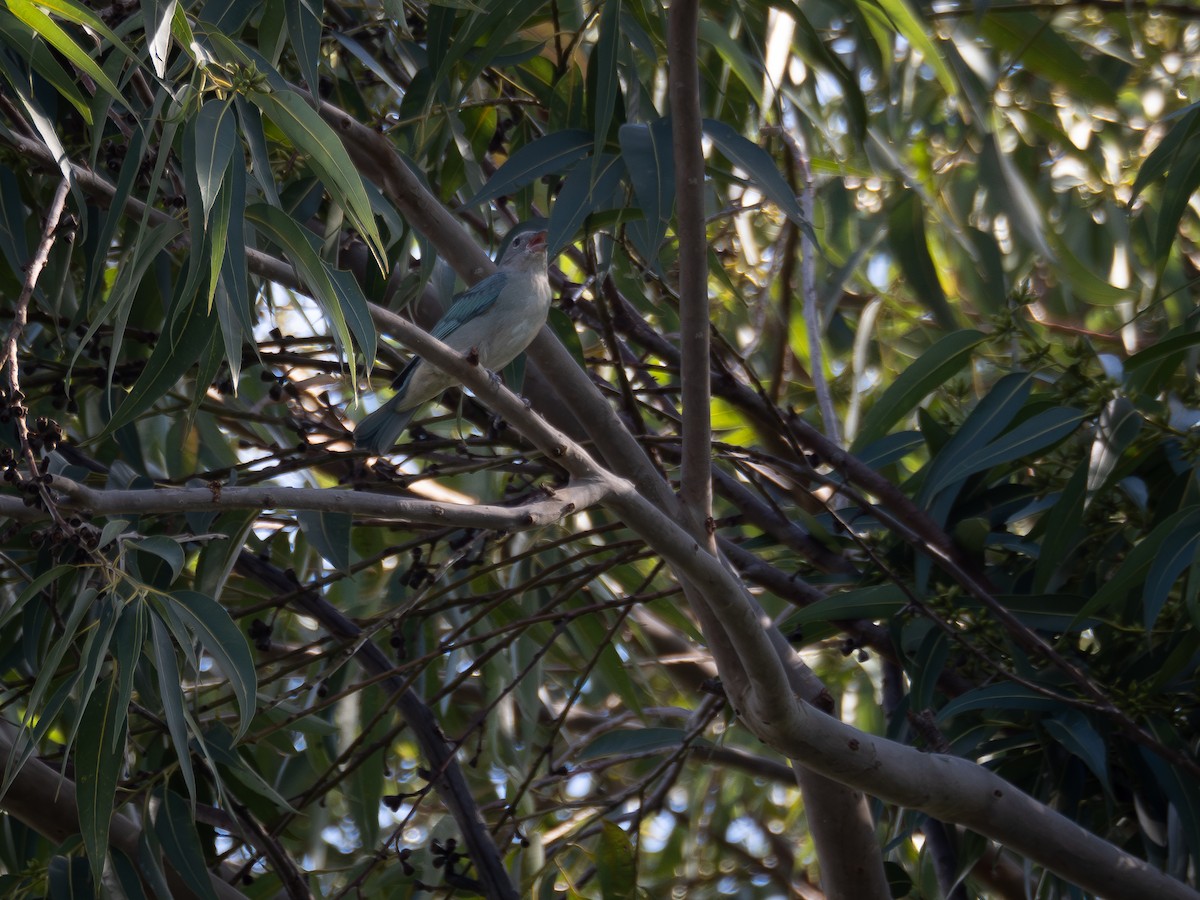 Sayaca Tanager - ML615756999