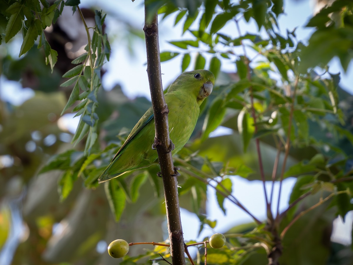 Cobalt-rumped Parrotlet - Vitor Rolf Laubé