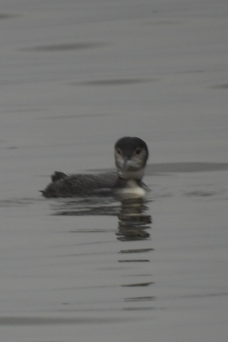 Common Loon - Larry Gaugler