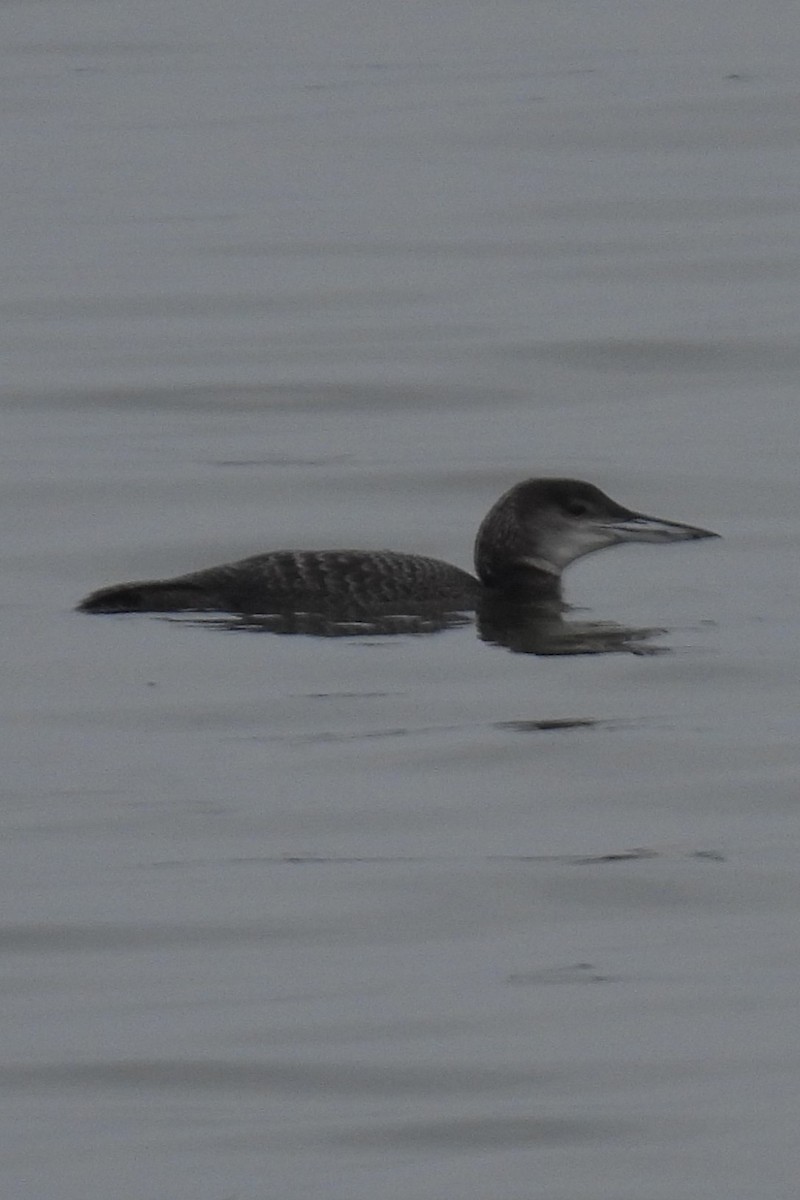 Common Loon - ML615757057