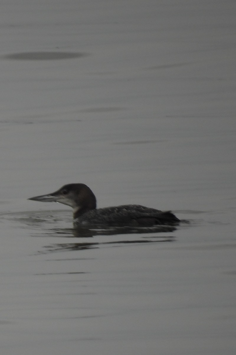 Common Loon - ML615757060