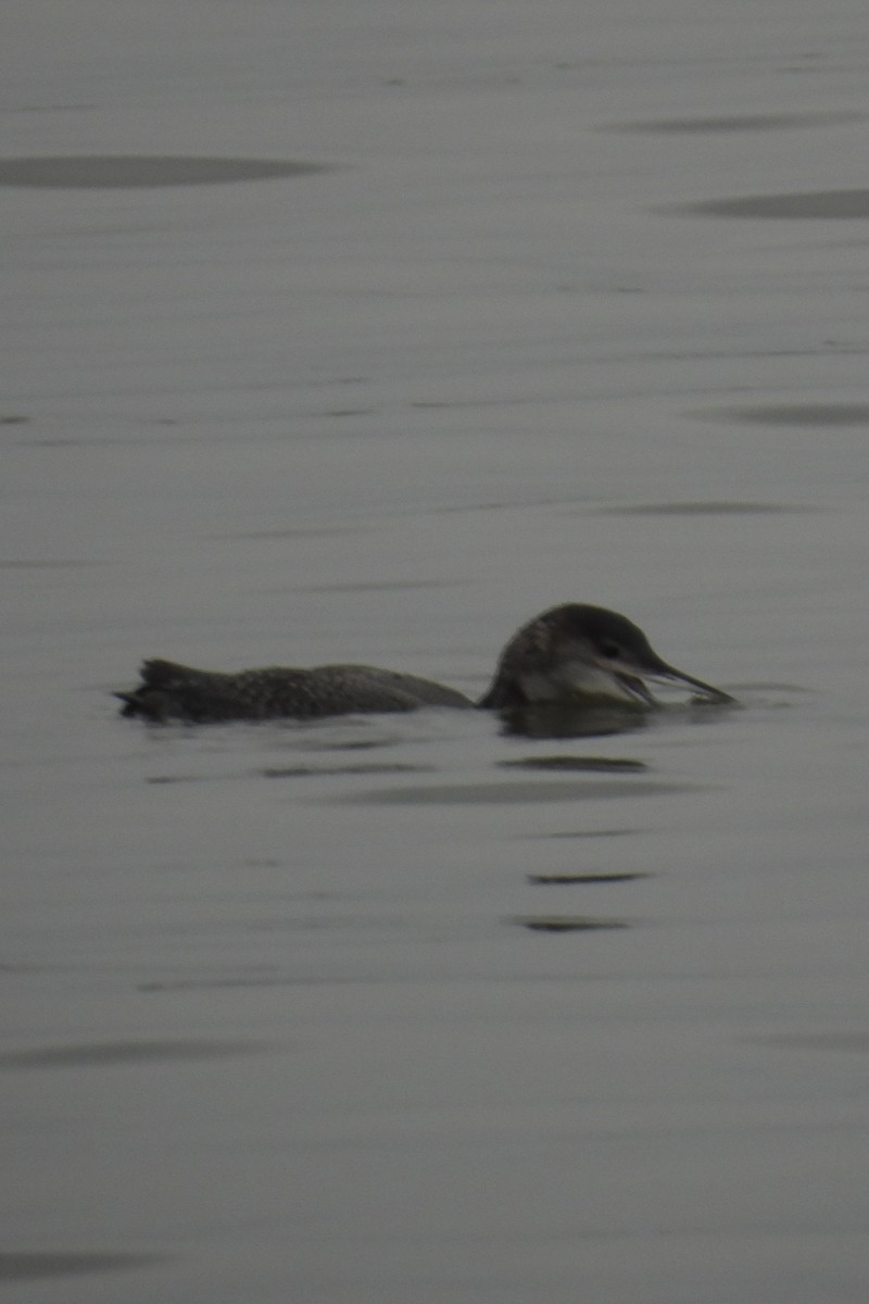 Common Loon - Larry Gaugler