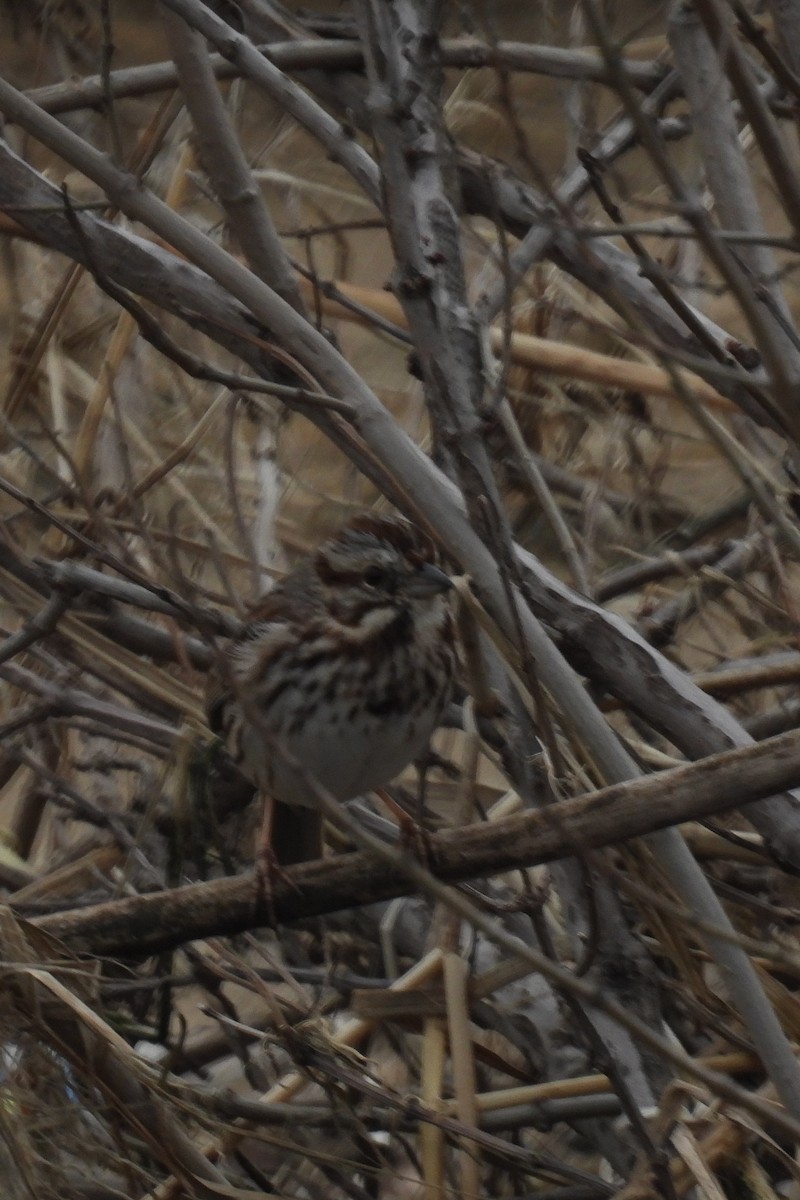 Song Sparrow - Larry Gaugler