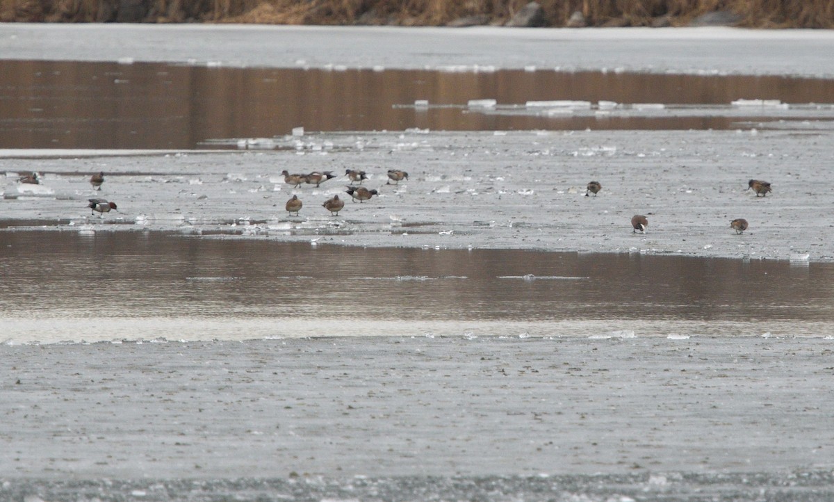 American Wigeon - ML615757094