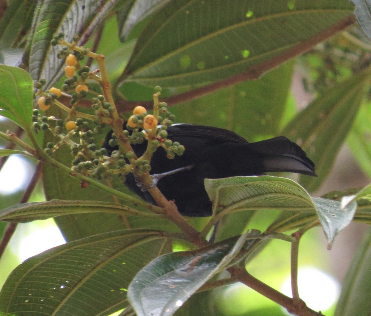 White-shouldered Tanager - ML615757157