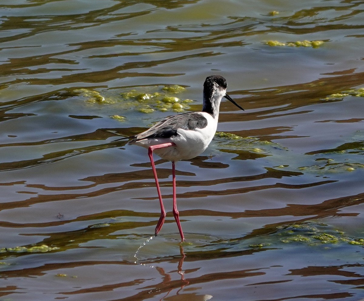 Black-winged Stilt - ML615757193