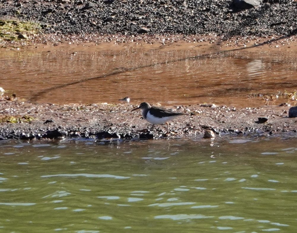 Common Sandpiper - Denis Dujardin