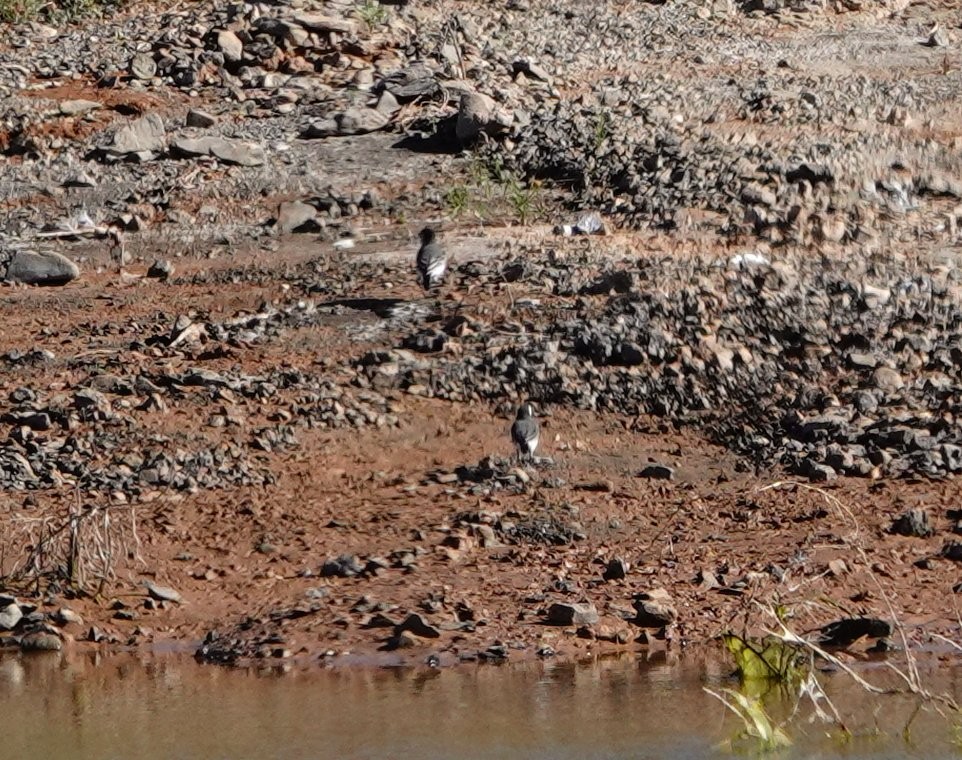 White Wagtail - Denis Dujardin