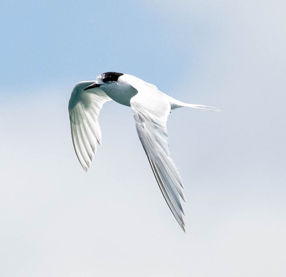 White-fronted Tern - Carlton Cook