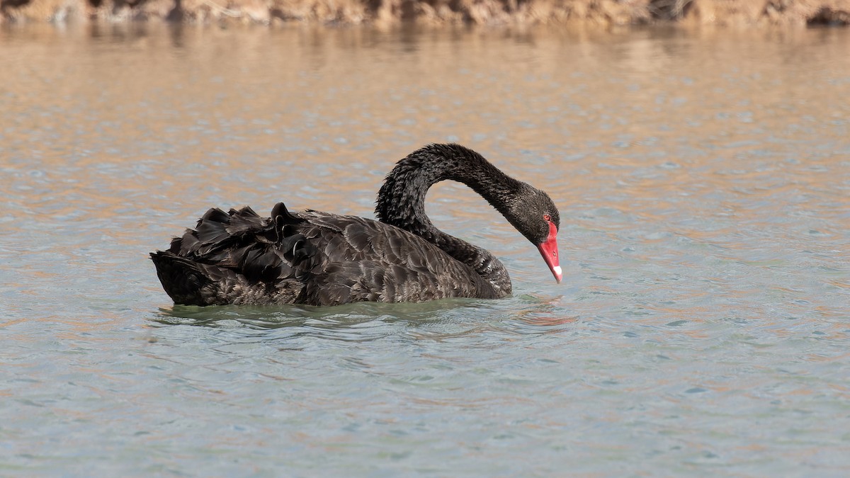Black Swan - ML615757427