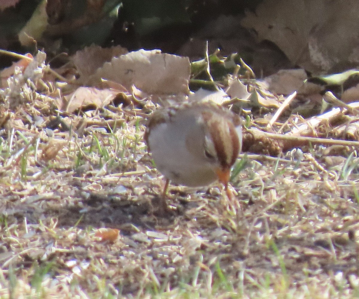 White-crowned Sparrow - D Reznicek