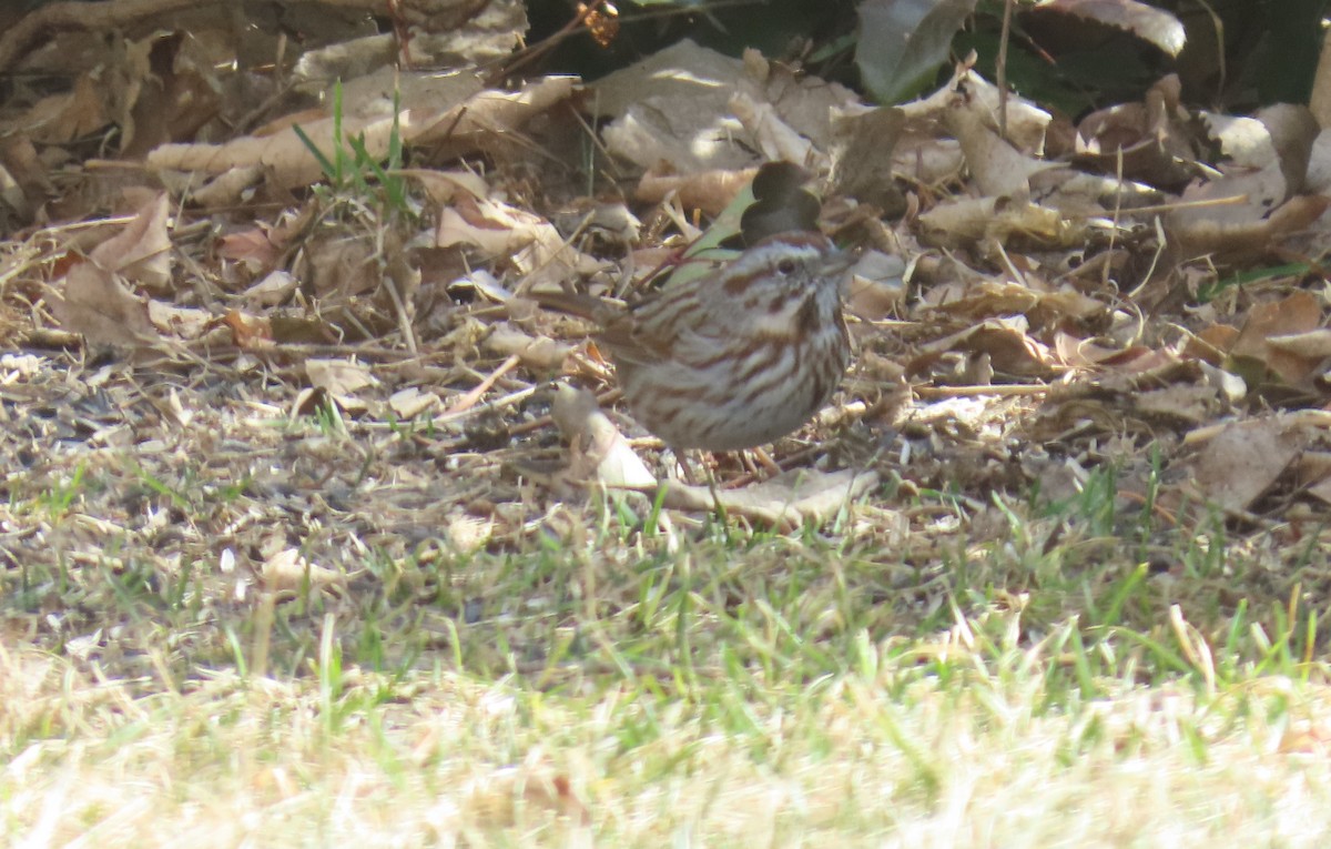 Song Sparrow - D Reznicek