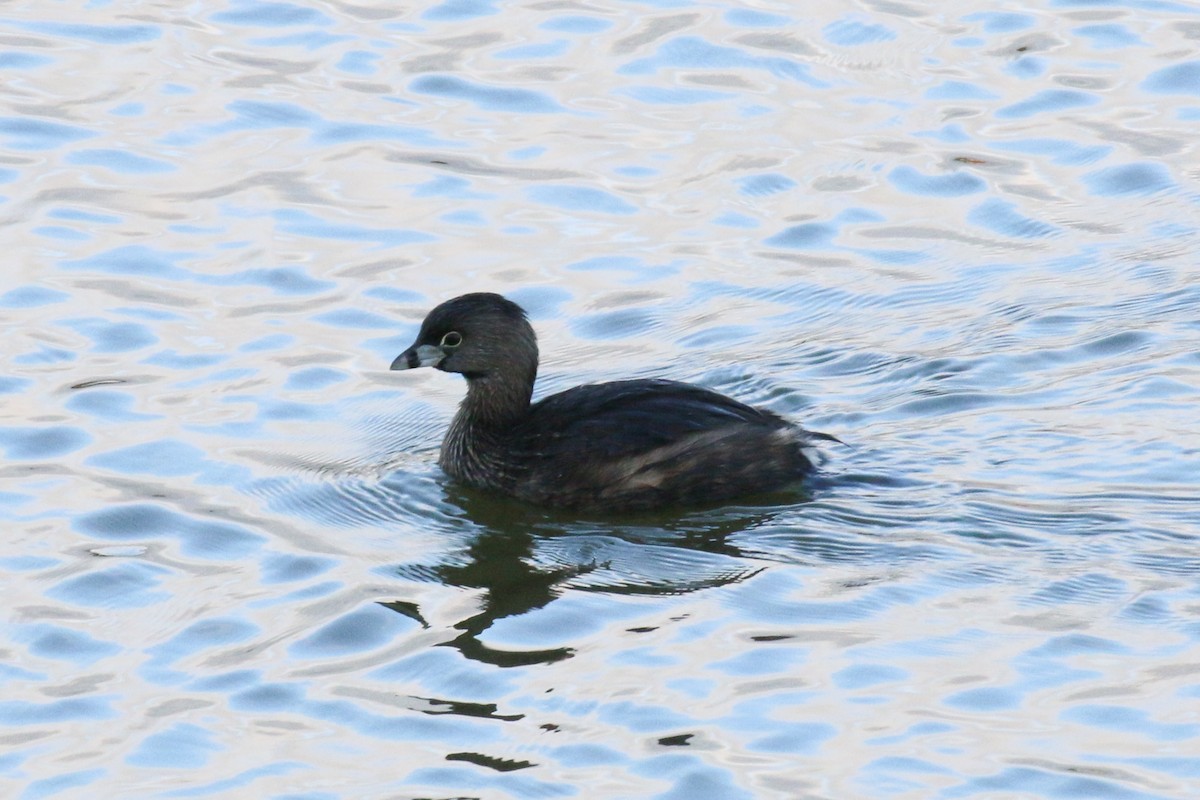 Pied-billed Grebe - ML615757498