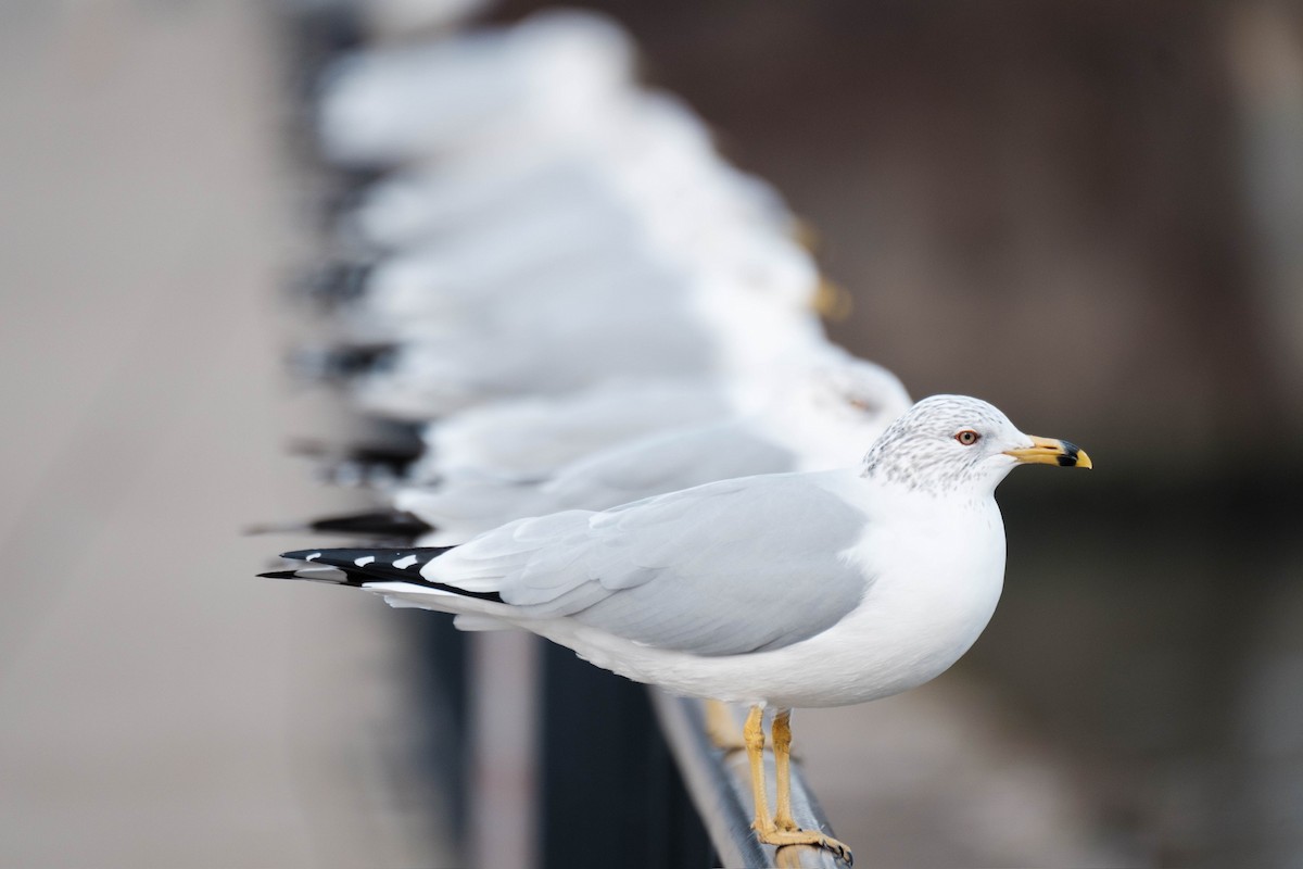 Ring-billed Gull - ML615757562