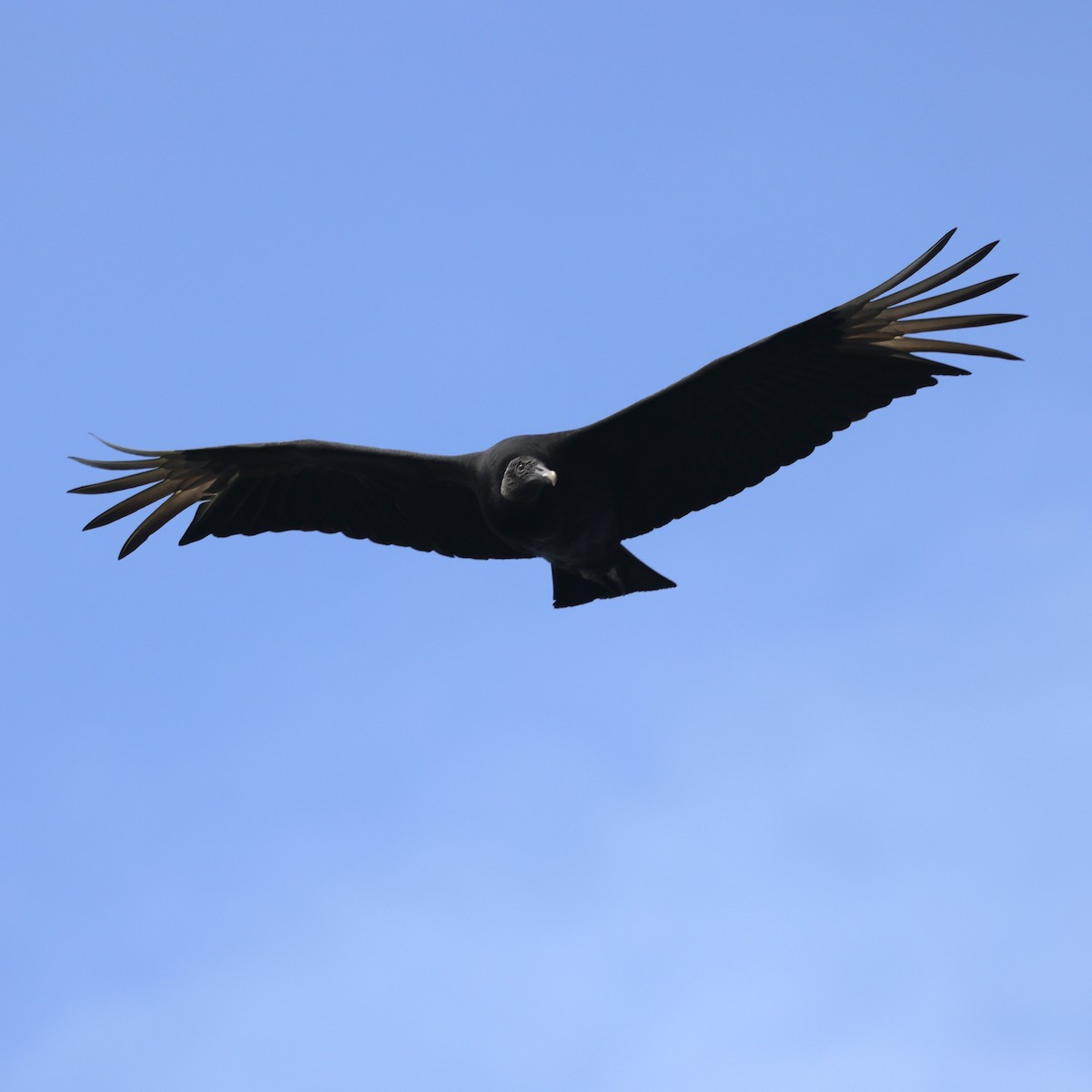 Black Vulture - Glenn and Ellen Peterson