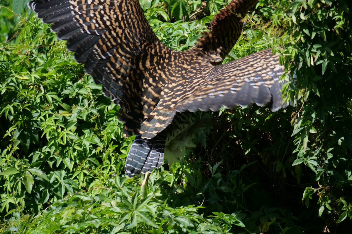 Limpkin - ML615757575