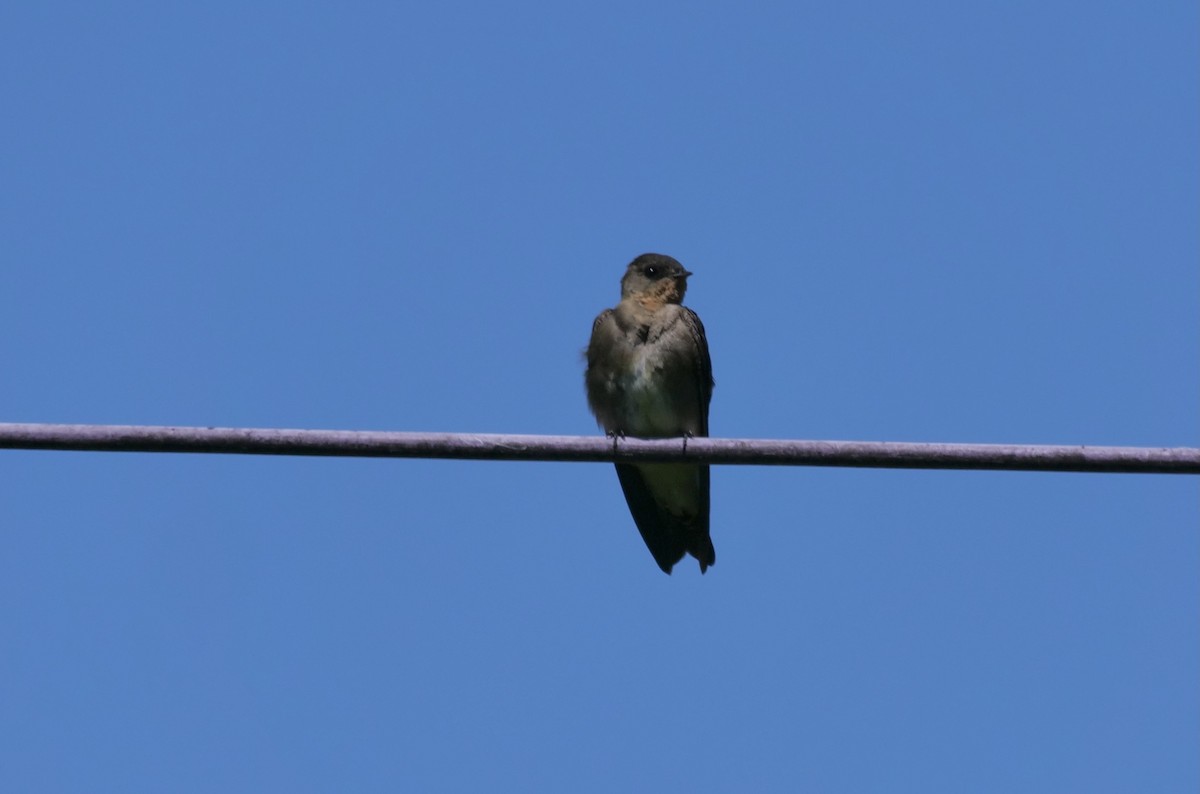 Southern Rough-winged Swallow - Ken Willis