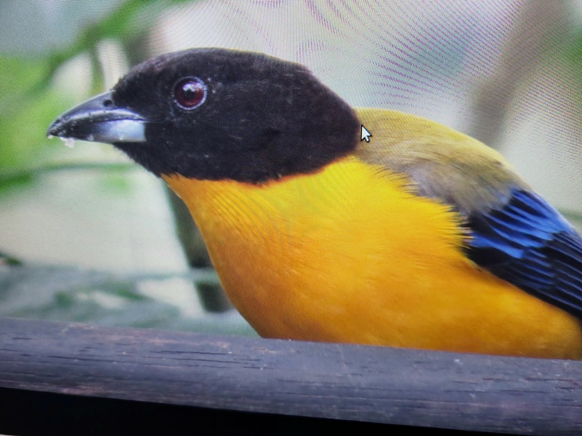 Black-chinned Mountain Tanager - ML615757673