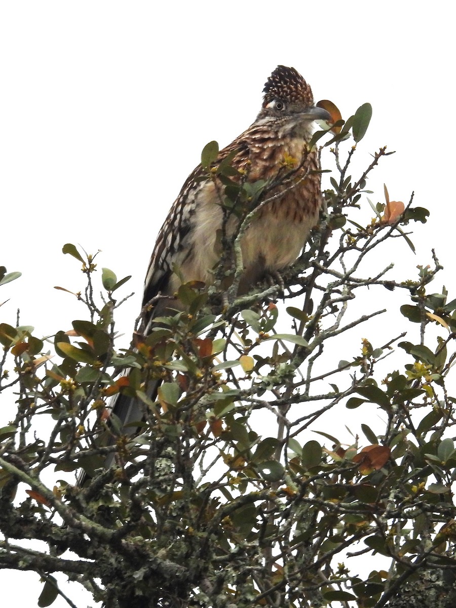 Greater Roadrunner - ML615757691