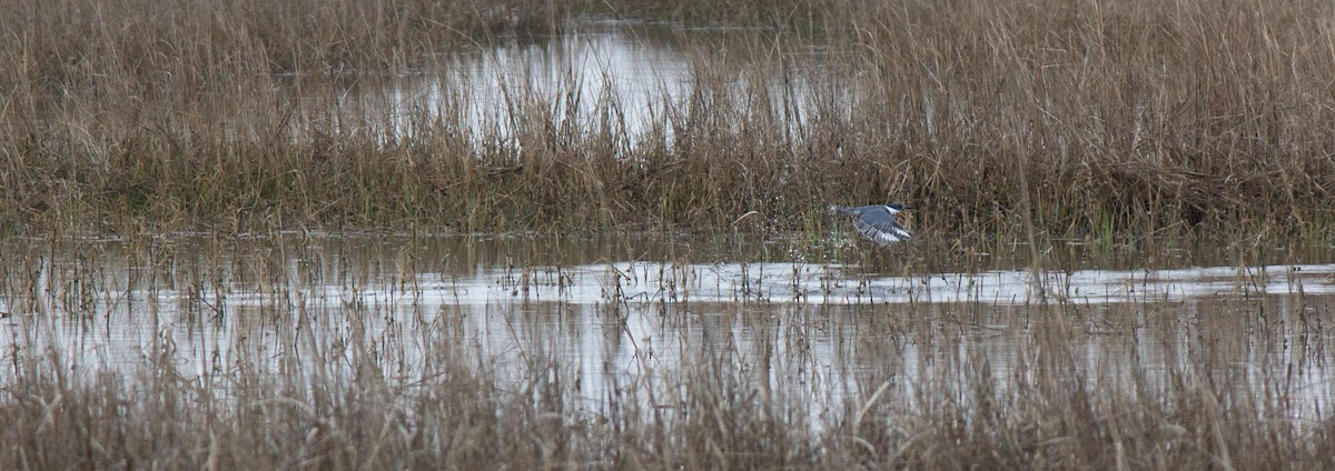 Belted Kingfisher - ML615757703