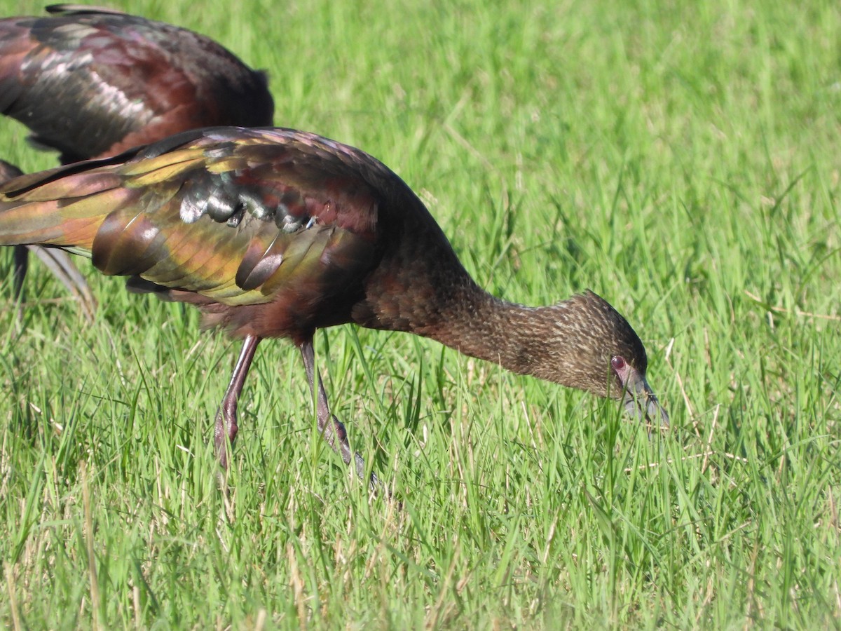 White-faced Ibis - ML615757704