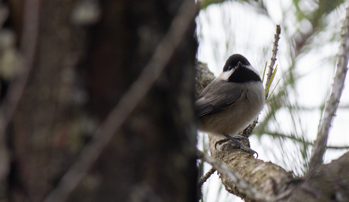 Carolina Chickadee - ML615757713