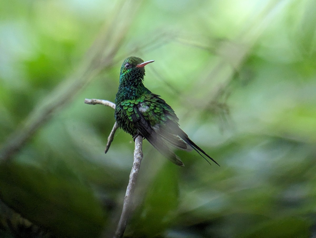 Cozumel Emerald - Carlos Gonzalez