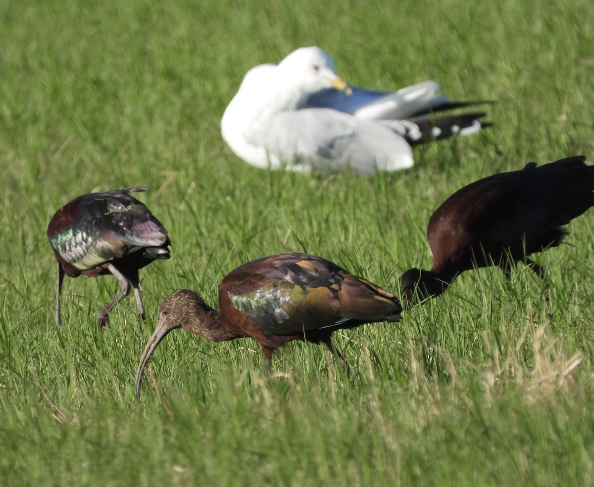 White-faced Ibis - ML615757749