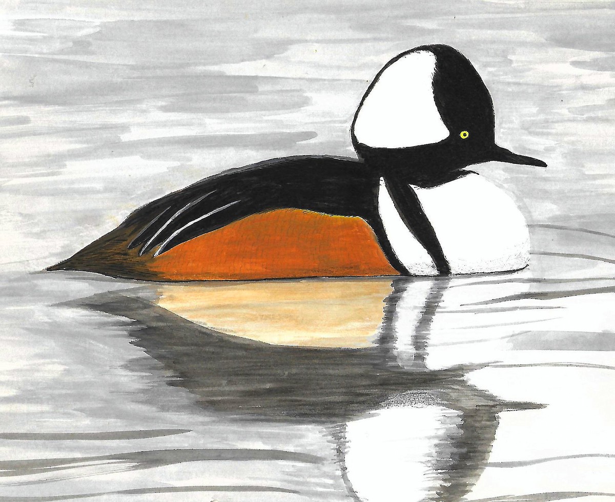 Hooded Merganser - ML615757754