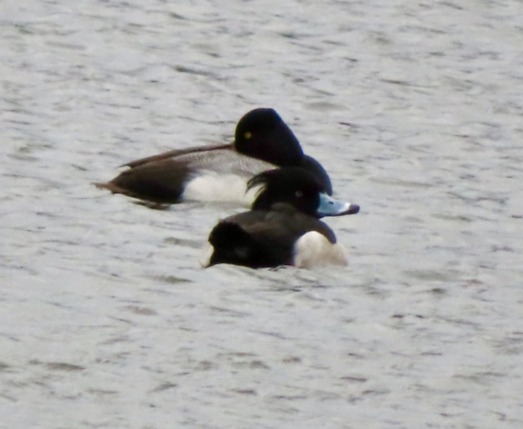 Tufted Duck - ML615757757